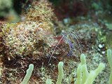 Curacao 04-12 352